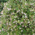 Jasminum x stephanense